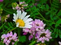 Morning Dew onÃÂ Dog Daisy (Chrysanthemum Leucanthemum) Close Up Macro